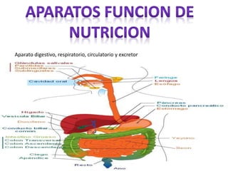 Aparato digestivo, respiratorio, circulatorio y excretor
