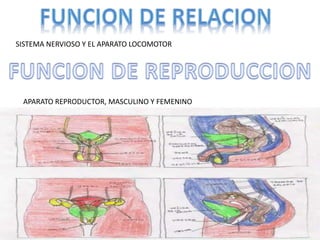 SISTEMA NERVIOSO Y EL APARATO LOCOMOTOR
APARATO REPRODUCTOR, MASCULINO Y FEMENINO