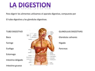 Para digerir los alimentos utilizamos el aparato digestivo, compuesto por
El tubo digestivo y las glandulas digestivas.
TUBO DIGESTIVO
Boca
Faringe
Esofago
Estomago
Intestino delgado
Intestino grueso
GLANDULAS DIGESTIVAS
Glandulas salivares
Higado
Pancreas