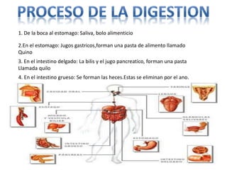 1. De la boca al estomago: Saliva, bolo alimenticio
2.En el estomago: Jugos gastricos,forman una pasta de alimento llamado
Quino
3. En el intestino delgado: La bilis y el jugo pancreatico, forman una pasta
Llamada quilo
4. En el intestino grueso: Se forman las heces.Estas se eliminan por el ano.