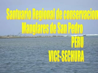 Santuario Regional de conservacion Manglares de San Pedro PERU VICE-SECHURA 