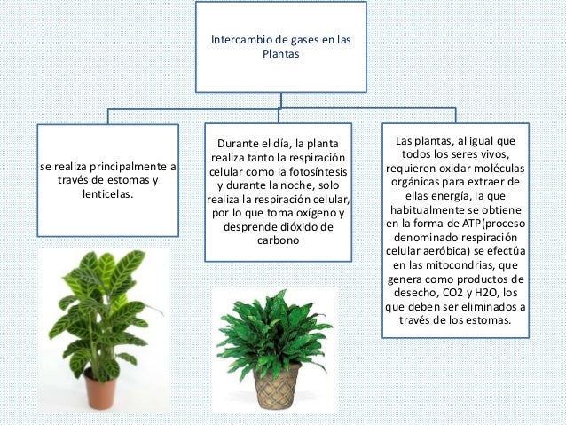 Intercambio de gases en las plantas.