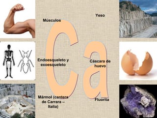 Músculos 
Endoesqueleto y 
exoesqueleto 
Mármol (cantera 
de Carrara – 
Italia) 
Yeso 
Cáscara de 
huevo 
Fluorita 
 