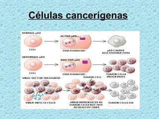 Células cancerigenas   