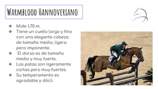 Warmblood Hannoveriano
❖ Mide 1,70 m.
❖ Tiene un cuello largo y fino
con una elegante cabeza
de tamaño medio, ligera
pero imponente.
❖ El dorso es de tamaño
medio y muy fuerte.
❖ Las patas son ligeramente
cortas pero muy fuertes.
❖ Su temperamento es
agradable y dócil.
 