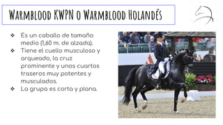 Warmblood KWPN o Warmblood Holandés
❖ Es un caballo de tamaño
medio (1,60 m. de alzada).
❖ Tiene el cuello musculoso y
arqueado, la cruz
prominente y unos cuartos
traseros muy potentes y
musculados.
❖ La grupa es corta y plana.
 