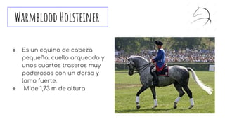 Warmblood Holsteiner
❖ Es un equino de cabeza
pequeña, cuello arqueado y
unos cuartos traseros muy
poderosos con un dorso y
lomo fuerte.
❖ Mide 1,73 m de altura.
 