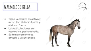 Warmblood Belga
❖ Tiene la cabeza atractiva y
muscular, el dorso fuerte y
el dorso fuerte.
❖ Las articulaciones son
fuertes y el pecho amplio.
❖ Su temperamento es
amable y voluntarioso
 