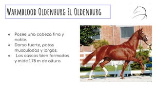 Warmblood Oldenburg El Oldenburg
❖ Posee una cabeza fina y
noble.
❖ Dorso fuerte, patas
musculadas y largas.
❖ Los cascos bien formados
y mide 1,78 m de altura.
 