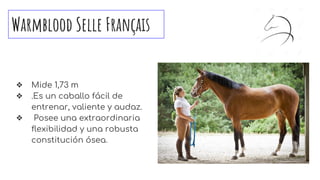 Warmblood Selle Français
❖ Mide 1,73 m
❖ .Es un caballo fácil de
entrenar, valiente y audaz.
❖ Posee una extraordinaria
flexibilidad y una robusta
constitución ósea.
 