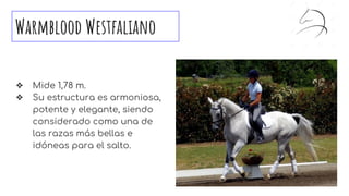 Warmblood Westfaliano
❖ Mide 1,78 m.
❖ Su estructura es armoniosa,
potente y elegante, siendo
considerado como una de
las razas más bellas e
idóneas para el salto.
 