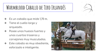 Warmblood Caballo de Tiro Irlandés
❖ Es un caballo que mide 1,70 m.
❖ Tiene el cuello largo y
arqueado.
❖ Posee unos huesos fuertes y
unos cuartos traseros y
corvejones muy musculados.
❖ Este caballo es muy obediente,
esforzado e inteligente.
 