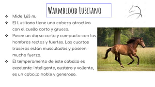 Warmblood Lusitano❖ Mide 1,63 m.
❖ El Lusitano tiene una cabeza atractiva
con el cuello corto y grueso.
❖ Posee un dorso corto y compacto con los
hombros rectos y fuertes. Los cuartos
traseros están musculados y poseen
mucha fuerza.
❖ El temperamento de este caballo es
excelente: inteligente, austero y valiente,
es un caballo noble y generoso.
 