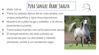 Pura Sangre Árabe Shagya❖ Mide 1,63 m.
❖ Tiene la cabeza típica de la raza árabe, con
orejas pequeñas y ojos muy expresivos.
❖ Muestra el cuello largo y esbelto, y el dorso
levemente hundido.
❖ Tiene patas fuertes con articulaciones secas.
❖ El temperamento de este caballo se
caracteriza por su docilidad y talante
amistoso, unido a un excelente vigor.
 