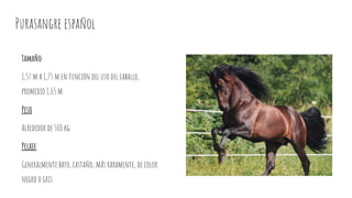 Purasangre español
Tamaño
1,57 m a 1,75 m en función del uso del caballo,
promedio 1,65 m
Peso
Alrededor de 500 kg
Pelaje
Generalmente bayo, castaño, más raramente, de color
negro o gris
 
