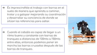➔ És imprescindible el trabajo con barras en el
suelo de manera que aprenda a caminar,
trotar y a galopar mejorando su coordinación
y desarrollar su conciencia de donde se
sitúan las referencias para saltar.
➔ Cuando el caballo es capaz de llegar a un
ritmo bueno y constante con barras de
tranqueo a distancias de 1'20mts a 1'50mts
entre ellas, entonces podemos poner en
marcha las barras cruzadas después de las
barras de tranqueo.
 