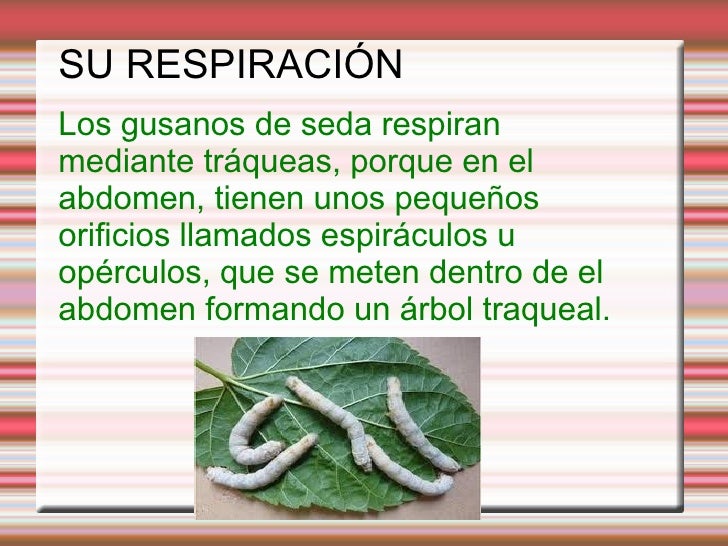 Trabajo sobre los gusanos de seda