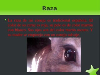 Raza
●
    La  raza  de  mi  coneja  es  tradicional  española.  El 
    color de su carne es roja, su pelo es de color marrón 
    con blanco. Sus ojos son del color marón oscuro. Y 
    su madre se emparejo con un conejo salvaje.
 