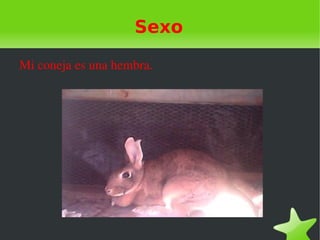 Sexo

Mi coneja es una hembra.
 