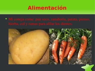 Alimentación
●
    Mi coneja come: pan seco, zanahoria, patata, pienso, 
    hierba, col y ramas para afilar los dientes.
 