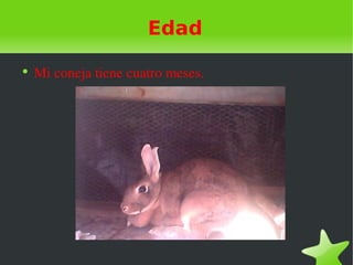 Edad
●
    Mi coneja tiene cuatro meses.
 