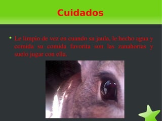 Cuidados

●
    Le limpio de vez en cuando su jaula, le hecho agua y 
    comida  su  comida  favorita  son  las  zanahorias  y 
    suelo jugar con ella.
 