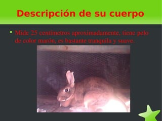 Descripción de su cuerpo
●
    Mide 25 centímetros aproximadamente, tiene pelo 
    de color marón, es bastante tranquila y suave.   
 