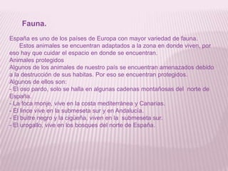 Fauna.
España es uno de los países de Europa con mayor variedad de fauna.
Estos animales se encuentran adaptados a la zona en donde viven, por
eso hay que cuidar el espacio en donde se encuentran.
Animales protegidos
Algunos de los animales de nuestro país se encuentran amenazados debido
a la destrucción de sus habitas. Por eso se encuentran protegidos.
Algunos de ellos son:
- El oso pardo, solo se halla en algunas cadenas montañosas del norte de
España.
- La foca monje, vive en la costa mediterránea y Canarias.
- El lince vive en la submeseta sur y en Andalucía.
- El buitre negro y la cigüeña, viven en la submeseta sur.
- El urogallo, vive en los bosques del norte de España.

 