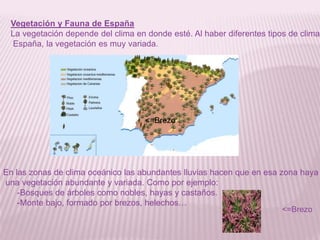 Vegetación y Fauna de España
La vegetación depende del clima en donde esté. Al haber diferentes tipos de clima
España, la vegetación es muy variada.

<=Brezo

En las zonas de clima oceánico las abundantes lluvias hacen que en esa zona haya
una vegetación abundante y variada. Como por ejemplo:
-Bosques de árboles como nobles, hayas y castaños.
-Monte bajo, formado por brezos, helechos…
<=Brezo

 