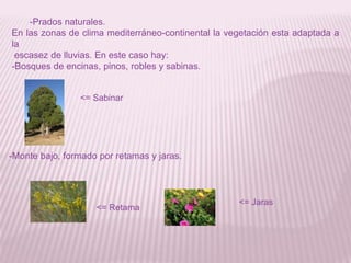 -Prados naturales.
En las zonas de clima mediterráneo-continental la vegetación esta adaptada a
la
escasez de lluvias. En este caso hay:
-Bosques de encinas, pinos, robles y sabinas.

<= Sabinar

-Monte bajo, formado por retamas y jaras.

<= Retama

<= Jaras

 