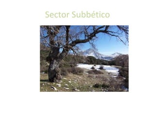 Sector IntrabéticoEl sector intrabético consiste en una serie de depresiones en forma de hoyas, que son los bloques hundidos de Antequera, Granada, Guadix y Baza. Presentan una topografía llana y están recubiertos de margas y arcillas. 