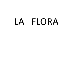 FLORA