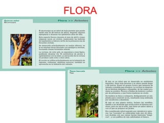 Podemos distinguir tres regiones totalmente diferentes, la penillanura, la montaña y la cuenca sedimentaria.    La penillanura es el dominio de la encina y la dehesa. La dehesa es un modo de explotación del bosque en el que se arrancan las especies competidoras de aquellas que explotamos agrícolamente. Aparece, así, el estrato arbóreo, con encinas y alcornoques, y el prado, con hierba para que paste el ganado.ENCINAPASTOALCORNOQUE