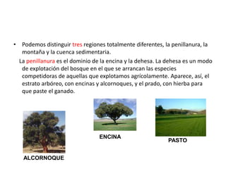 Las MONTAÑAS son el dominio del matorral y el prado, y en los pisos más bajos del bosque, un bosque muy intervenido por la mano del hombre. En el piso basal es el formado por el valle del Duero, hasta los 1.000 metros de altitud aproximadamente. Aquí se desarrolla la encina, asociada con el roble, rebollo o carrasco. El piso montano se extiende hasta los 1.100-1.300 metros, ya más húmedo y fresco. Aparece el roble carvallo mezclado con la encina, en las zonas de suelo calizo. Este piso ha sufrido mucho por las repoblaciones de pinos autóctonos de rápido crecimiento. El piso subalpino se eleva hasta los 1.300-1.700 metros. Aquí aparece el roble y el haya. En las zonas más altas encontramos bosques de pino negro y abeto donde forma grandes bosques. En el piso alpino, por encima de los 1.800 metros aparece la pradera alpina, en la que encontramos pinos y hayas en determinados enclaves.ROBLEABETOHAYA