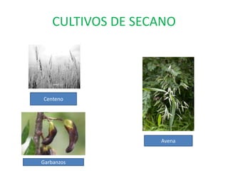 CULTIVO DE REGADÍO