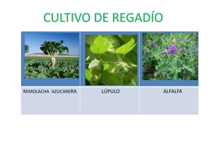 GANADERÍALa ganadería representa una parte importante de la producción final agraria. Al lado de las pequeñas unidades pecuarias, que proliferan en las comarcas de preeminente dedicación agrícola o en los espacios de montaña, aparece ahora una moderna actividad ganadera, con granjas de vacunos, porcinos y ovinos, de desarrollo. Dichas granjas están orientadas tanto a la producción de carne como al suministro de leche a las cooperativas que canalizan su posterior comercialización, ya que la producción lechera de Castilla y León —superior al millón y medio de litros anual— es la segunda en volumen de España, sólo superada por la de Galicia.