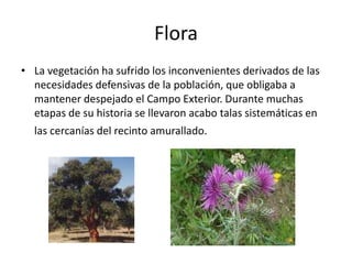 FaunaEn cuanto a la fauna, las fuentes clásicas mencionan la existencia de elefantes y fieras que, junto con las gacelas y los jabalíes, constituían la comunidad zoológica más característica. Hoy día toda esa fauna ha desaparecido por completo. En cambio, sus cielos son frecuentados por miles de aves que lo cruzan en sus migraciones periódicas. El medio marino, aunque también afectado por la acción del hombre, exhibe una gran riqueza de especies comprobadas tanto en el ámbito científico como cotidiano de nuestra lonja y mercados.