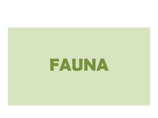 FaunaEn Andalucía se encuentran la mitad de las especies animales de España: ciervos y muflones en las sierras de Cazorla y Segura; en el Parque nacional de Doñana, la reserva faunística más importante de Europa, linces, diversas especies de reptiles y numerosas aves, como patos, flamencos, espátulas y águilas; y en el resto de la península Ibérica abundan los conejos, perdices, tordos y codornices, entre otros.