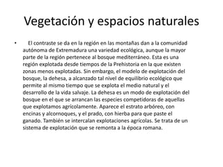 · El piso basal domina en la mayor parte de la región en él aparece el bosque mediterráneo. La vegetación típica es xerófila, ya que tiene que soportar la aridez estival. La especie dominante es la encina. El sotobosque es leñoso, espinoso y aromático, con especies perennifolias como el lentisco y el aladierno. En el cortejo florístico aparecen especies como la sabina, el madroño, el romero, el tomillo, las jaras, etc. En las zonas más húmedas aparece el roble como especie dominante. Es muy importante el bosque galería, en el que aparecen especies frondosas como el álamo, el chopo o el olmo, que encontramos en los márgenes de los ríos y las charcas. · En el piso montano aparece el roble como especie dominante, y es el piso más alto de la mayor parte de las montañas de la región. Esta zona ha sufrido la presión antrópica, por lo que encontramos especies de repoblación, principalmente de pinos alóctonos de rápido crecimiento. · El piso subalpino sólo aparece en el Sistema Central. Aquí aparece el roble y el haya. En el piso alpino, que sólo se da en el entorno de la sierra de Gredos aparece la pradera alpina. 