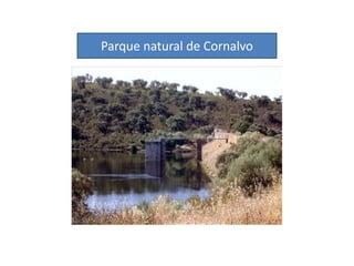 Parque natural del Tajo Internacional:   Es uno de los dos parques naturales con los que cuenta la comunidad extremeña. Aunque realmente se trata de un parque doble, puesto que al otro lado de la frontera portuguesa la zona cuenta con la misma protección que del lado español, si bien en aquella parte más cantidad de territorio se halla protegido.· Fauna: la nutria, el lagarto verdinegro, el águila culebrera, el águila real, el alimoche, el buitre leonado, el buitre negro y el águila perdicera.· Flora: Entre la flora que caracteriza al parque cabría destacar: el arce de Montpellier, candeleros...