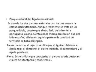 Tajo Internacional