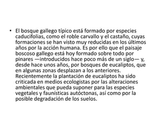 Relieve    El conjunto gallego se desarrolla sobre un macizo peniallanado. Las raíces graníticas de una antigua cordillera que hoy está totalmente erosionada. No obstante, este conjunto fue abombado durante la orogenia alpina, por lo que hoy en día Galicia asciende desde el mar hasta los 1.600-2.100 metros de altitud, que se alcanzan en las más altas cumbres de las montañas. La mayor parte de Galicia se encuentra a unos 500-600 metros sobre el nivel del mar. Existe una cadena de sierras prelitorales de dirección norte-sur, discontinuas y de escasa altitud (poco más de 1.000 metros), que separan, Terra Cha, la meseta de Lugo y el valle del Miño de la costa: la dorsal gallega. Las mayores altitudes son: peña Trevinca (2.095 m) y Cabeza de Manzaneda (1.778 m).     En este conjunto se desarrolla un típico relieve fracturado, con múltiples fallas y bloques elevados y hundidos. Los bloques elevados forman las sierras graníticas y los bloques hundidos cubetas rellenas de sedimentos cuaternarios, buenas para la agricultura. Los bloques no están, aún, totalmente asentados, por lo que no son raros los terremotos de pequeña intensidad.     Al norte encontramos superficies planas y suavemente onduladas. Se distinguen tres unidades:    