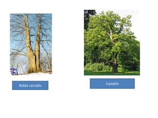 La meseta de Lugo, rodeada de rebordes montañosos y con una altitud media de 450-550 metros de altitud. Aquí encontramos las cubetas de Puentes de García Rodríguez (As Pontes de García Rodríguez), Sarria, Chantada y Monforte de Lemos. Está atravesada por el río Miño que en muchos casos se vuelve pantanoso, por lo que podemos encontrar importantes humedales. El norte de esta meseta se conoce con el nombre de Terra Cha (Llana). Al sur de Monforte de Lemos se encuentran el Miño y el Sil. Este conjunto está limitado, en el este, por el macizo galaico-leonés, en donde destacan las sierras de Los Ancares y El Caruel (O Courel), que alcanzan altitudes de hasta 2.000 metros. Hacia el norte se encuentran la sierra de Gistral (Xistral) que culmina en los picos Cadramón (1.056 m) y Gistral (1.033 m), y la sierra de Meira. Otras sierras, como las de Bouio o los montes Cabaleiros ponen en contacto este conjunto con la costa. En el reborde occidental se encuentran una serie de sierras discontinuas de entre 700 y 850 metros de altitud. Por su carácter discontinuo permiten el encajamiento de numerosos ríos. Son las sierras del conjunto de la sierra de la Cueva de la Serpiente (Cova da Serpe), Montouto y La Loba.     La meseta noroccidental es una extensa plataforma abierta al mar y limitada al este por las sierras prelitorales en la que se encajan importantes ríos como el Ulla y el Tambre. Entre la desembocadura de estos ríos se encuentra la sierra de Barbanza que separa las rías de Muros y Arosa.    