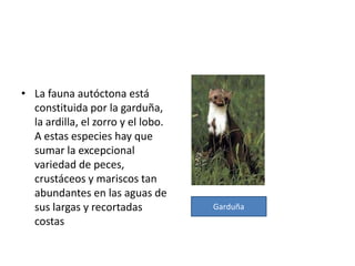  Las depresiones y las sierras interiores orensanas. Esta es la región por la que discurre el curso medio del Miño. Distinguimos la depresión de Orense de unos 200 metros de altitud, que está rodeada de un conjunto de tierras ligeramente más altas, unos 600 metros y en la que es encuentran otras depresiones menores: Arnoya (Arnoia), Caraballino, Maceda; y el sector oriental, un conjunto montañoso de bloques elevados y hundidos entre las que destacan las sierras de San Mamede (1.707 m) y Queija (Queixa), su mayor pico es el de Cabeza de Manzaneda (1.778 m). Aquí se encuentran las fosas de La Limia (A Limia), Monterrey (Monterrei) o Verín, El Bolo (O Bolo) y Valdeorras, que canalizan ríos afluentes de Sil. Este conjunto se cierra por el sur por altas sierras, donde se alcanzan las mayores altitudes de Galicia, como las de Larouco (1.397 m), Jures (Xures; 1.458 m), Laboeiro (1.300 m), Segundera, donde se encuentra la mayor elevación, peña Trevinca (2.124 m) que hacen de frontera con Castilla y León y la sierra del Eje (Eixe).