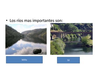 El bosque gallego típico está formado por especies caducifolias, como el roble carvallo y el castaño, cuyas formaciones se han visto muy reducidas en los últimos años por la acción humana. Es por ello que el paisaje boscoso gallego está hoy formado sobre todo por pinares —introducidos hace poco más de un siglo— y, desde hace unos años, por bosques de eucaliptos, que en algunas zonas desplazan a los anteriores. Recientemente la plantación de eucaliptos ha sido criticada en medios ecologistas por las alteraciones ambientales que pueda suponer para las especies vegetales y faunísticas autóctonas, así como por la posible degradación de los suelos.