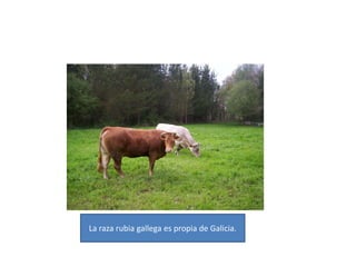 DemografíaSegún el censo INE 2008, Galicia cuenta con 2.783.100 habitantes censados. Se calcula en cerca de tres millones los gallegos que han emigrado, en su mayor parte a las demás comunidades autónomas españolas y a Argentina. También hay importantes colonias de gallegos en Uruguay, Venezuela, Cuba, Brasil, México y en varios países europeos (Suiza, Alemania, Francia, Holanda y Reino Unido fueron importantes destinos de la emigración gallega en los años 60 y 70).