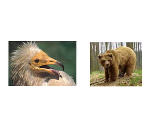 • Sistema vasco–cantábrico de montañasLa mitad occidental de la zona de la Montaña está ocupada por el extremo oriental del sistema vasco–cantábrico de montañas, que son sierras que corren en dirección este oeste, de moderada altitud.