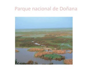 Población       La población absoluta de Andalucía es mayor de los 7 millones de personas. Este número crece de manera lenta. En los años sesenta muchos andaluces emigraron a otras regiones españolas o al extranjero en busca de trabajo. Actualmente muchos han regresado.      La población andaluza se agrupa principalmente en las ciudades y en los grandes pueblos, pero el territorio andaluz está muy desigualmente poblado:     - Las zonas más pobladas son el Valle del Guadalquivir, la Vega de Granada y la costa de  Málaga. En estas zonas también se sitúan las principales ciudades.     - Las zonas menos pobladas son Sierra Morena y la Cordillera Penibética, debido al clima y a las dificultades del terreno para cualquier actividad económica.     Las capitales de provincia andaluzas, ordenadas de mayor a menor número de habitantes son: Sevilla, Málaga, Córdoba, Granada , Almería, Cádiz , Huelva y Jaén .     Otras ciudades andaluzas que superan los cien mil habitantes son dos localidades de la provincia de Cádiz: Jerez de la Frontera y Algeciras. También hay otras muchas poblaciones  que rebasan los 50.000 habitantes.