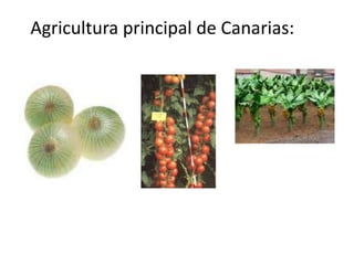 Geografía física:Relieve:Canarias es un archipiélago volcánico muy joven, con apenas 30 millones de años de antigüedad. Sus grandes edificios volcánicos se apoyan sobre grandes bloques de la corteza oceánica, y en la zona de contacto con la corteza continental africana.Durante las grandes glaciaciones, las Islas Canarias tuvieron un clima más árido que favoreció la erosión y la aparición de derrubios en las laderas y los barrancos.Las costas son las más expuestas al ímpetu de la erosión, debido a la actividad marina. Hay muy pocas zonas de acumulación, lo que supone la existencia de muy pocas playas naturales. Predominan los grandes acantilados. Es destacable que Canarias es la región española con mayor longitud de costas: 1.583 km.Los barrancos son muy característicos de las Islas Canarias. 