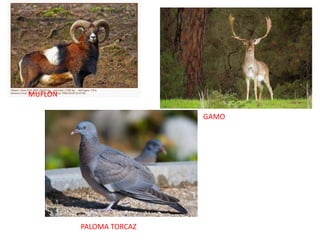 MineríaA pesar de la baja rentabilidad y crisis generalizada en el sector, la minería aún tiene cierta importancia. Si comparamos el valor de las extracción con el resto de España, se puede constatar que, en cuanto a las extracciones metálicas, Andalucía aporta el 59% del valor total nacional, destacando especialmente las piritas y el hierro. Para los metales preciosos (oro y plata) el porcentaje aumenta hasta el 98%, mientras que las extracciones de estroncio suponen el 100%, y la bentonita volcánica el 77%. El valor del mármol, los yesos, la sal marina, las dolomías y la barita, también tienen una importancia relativa con respecto al total nacional, del que participa en más de un 20%.